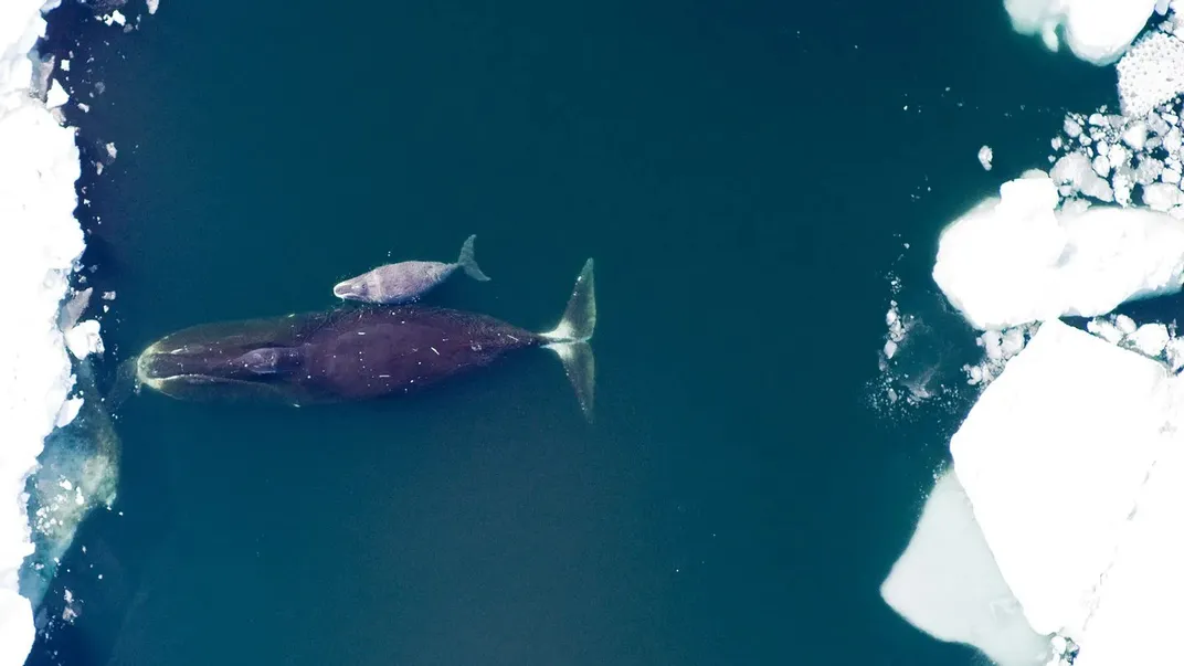 overhead view of two bowhead whales swimming amid ice