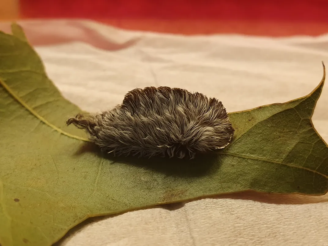 a thick, furry caterpillar on a leaf atop a tissue