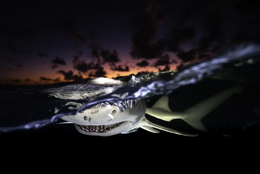 the up-close nose and teeth of a shark, its body visible behind, at the top of the water, which forms a diagonal line across the image. above the water, a sunset of yellow, orange and purple is visible with dark clouds