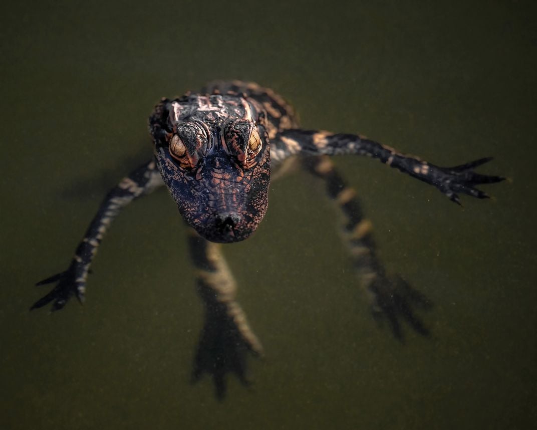 a baby alligator puts its head above water