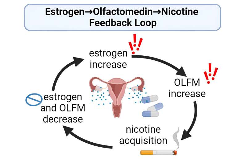 Study suggests that estrogen may drive nicotine addiction in women